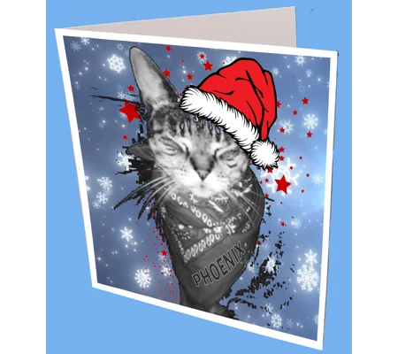 Phoenix the Cat Xmas Card