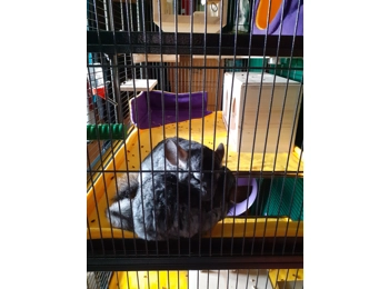 Aventura Cage Top Liner