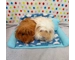 Guinea pig Sofa