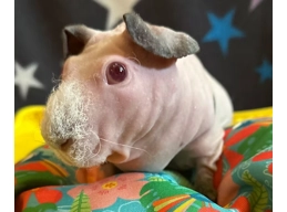 Buy a Bed For Fred
