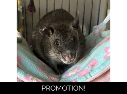 Buy a gift for Basil