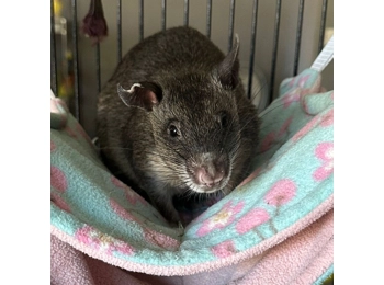 Buy a gift for Basil