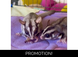 Buy a gift for Percy, Peggy & Polly