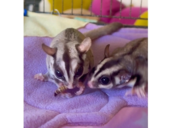 Buy a gift for Percy, Peggy & Polly