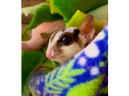  Sugar Gliders