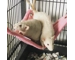 Corner Hammocks - Pack of 2