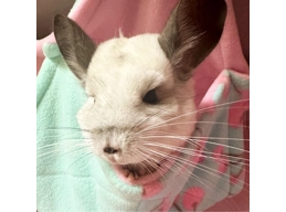  Chinchilla