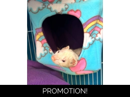 Buy a gift for Elmo & Dave