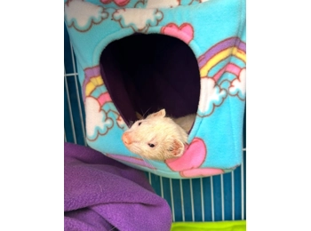 Buy a gift for Elmo & Dave