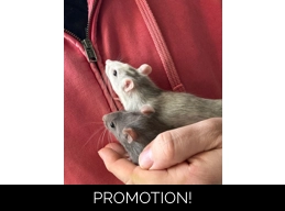 Buy a bed for Glinda & Elphaba