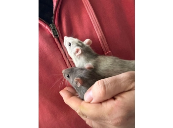 Buy a bed for Glinda & Elphaba