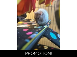 Buy a gift for Noah, River & Trevor