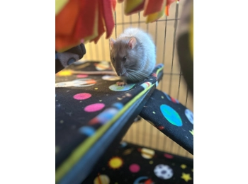 Buy a gift for Noah, River & Trevor