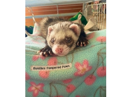  Ferret