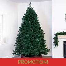Arbor Vitae Fir Tree (4ft to 16ft)