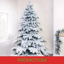 The Snow White Fir (5ft to 8..