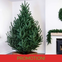 The Mountain Pine Tree (4ft to 8ft)