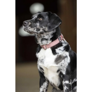 Anam Cara Dog Collar