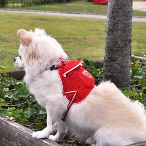 Backpack Harness & Lead Set - Lovabledog
