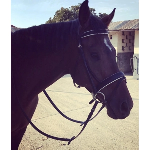Leather Comfort Flash Bridle