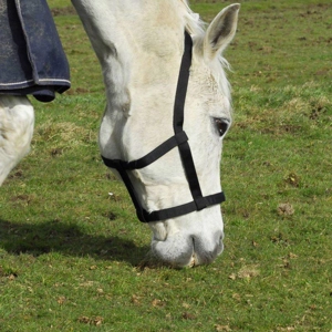 Field Safe Headcollar