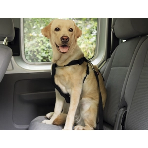 Car Harness with Seatbelt