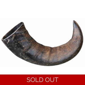 Buffalo Chewing Horn