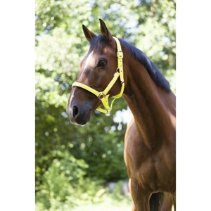 Fluo Padded Headcollar