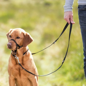 Halti Training Harness