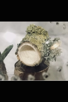 spider/reptile hide Wooden Log with magnets Jump..