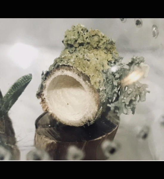 spider/reptile hide Wooden Log with magnets Jumping Spider 10 MM  Enclosure