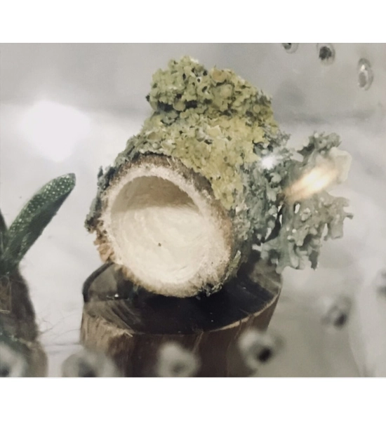spider/reptile hide Wooden Log with magnets Jumping Spider 10 MM  Enclosure