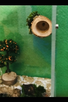 spider/reptile hide Wooden Log with magnets Jumping Spider 16MM  Enclosure