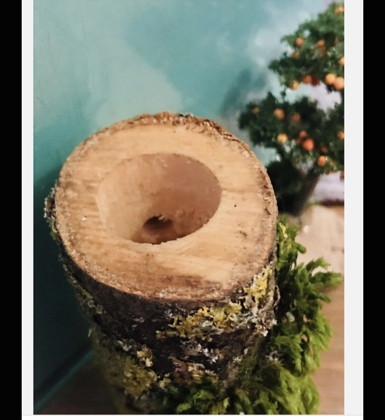 Jumping Spider/reptile Wooden Log Hides Magnetic Enclosure Decor Natural Home