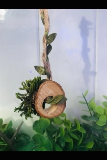 Jumping Spider/reptile Magnetic Rope Log Swing For Enclosures/ Habits/fairy