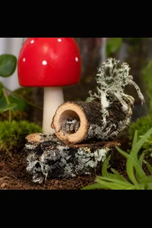 Toadstool hide
