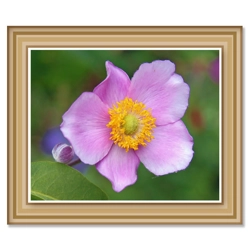 Art Print: Tickled Pink