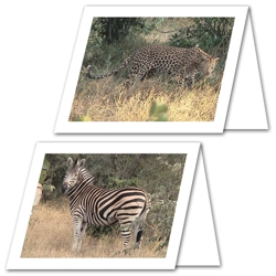 South African Nature Series: Set One Note Cards