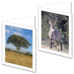 South African Nature Series: Set Two Note Cards
