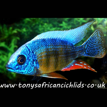 F1 4 x 4-5cm Protomelas stev..