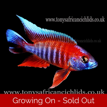 PAIR - Aulonocara ..