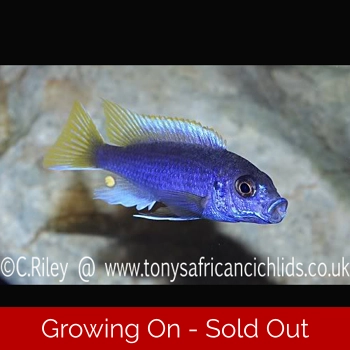 4 x Pseudotropheus acei Yell..