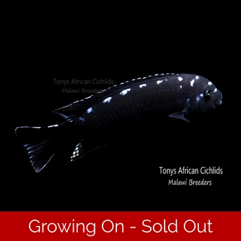 4 x 3-4m Juvenile ..