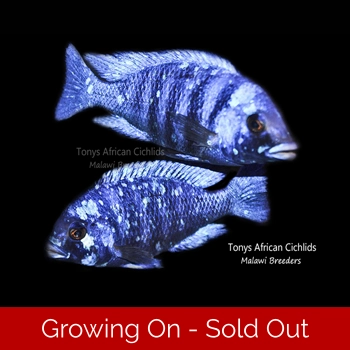 sexed pair, F2 Placidochromi..