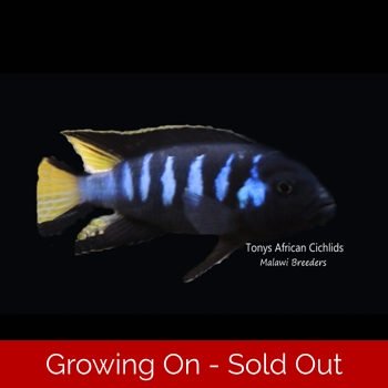 4 x F1 Pseudotroph..