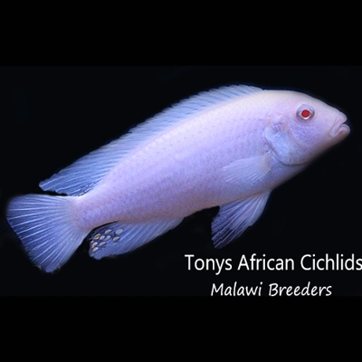 1 x Pseudotropheus socolofi albino *Snowflake* 4-6cm