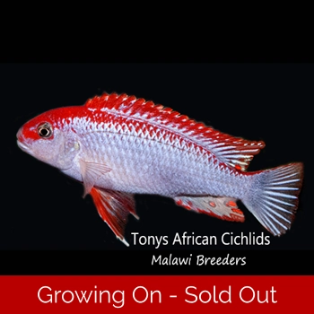 4 x Pseudotropheus..