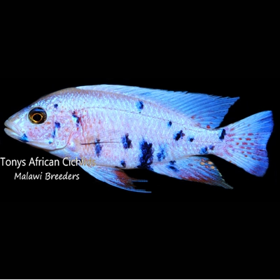PAIRS HALF COLOURED SEXED Sciaenochromis fryeri OB "Snow" 7-8cm *LINE BRED* - READY NOW