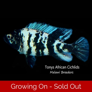 4 x Neochromis omn..