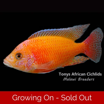 Aulonocara Sunset *UK Line B..